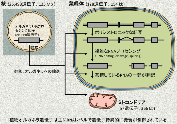 オルガネラ遺伝子発現