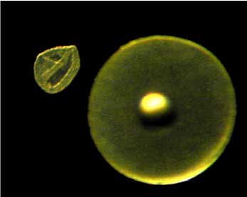 �}�T�o�r�����h�E