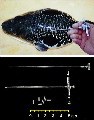 �t�O�̃|���}�[�y���b�g