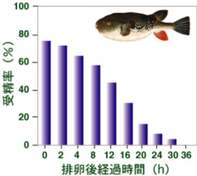 �g���t�O�r����ߏn