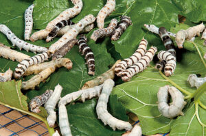 Silkworm Genetics