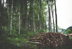 Forestry and forest products