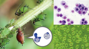 Insect Pathology and Microbial Control
