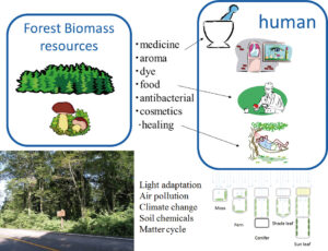 Systematic Forest & Forest Products Science