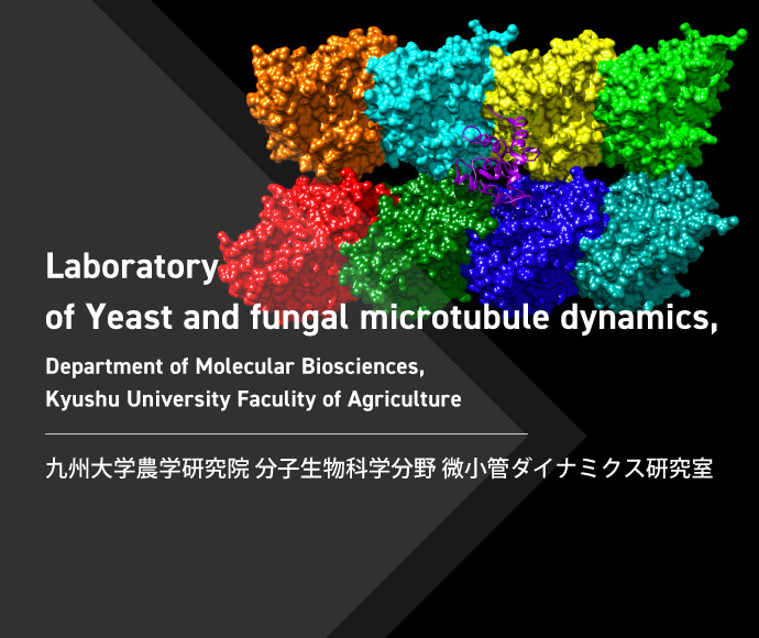 九州大学農学研究院　分子生物科学分野　微小管ダイナミクス研究室 Laboratory of  Yeast and fungal microtubule dynamics , Department of Molecular Biosciences, Kyushu University Faculity of Agriculture
