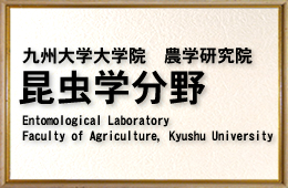 九州大学大学院　農学研究院　昆虫学分野