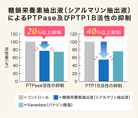 インスリンの作用を抑制する要因に作用