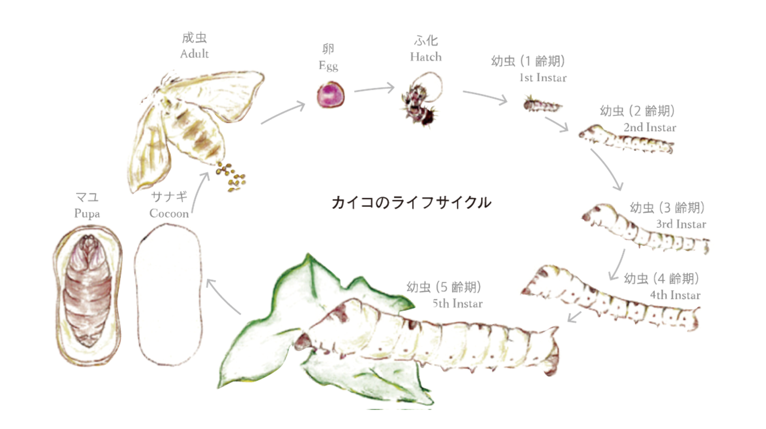 1.カイコのルーツと進化に関する研究 – 九州大学大学院農学研究院附属 遺伝子資源開発研究センター 家蚕遺伝子開発分野