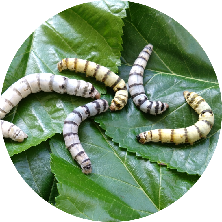個性的なカイコたち – 九州大学大学院農学研究院附属 遺伝子資源開発研究センター 家蚕遺伝子開発分野