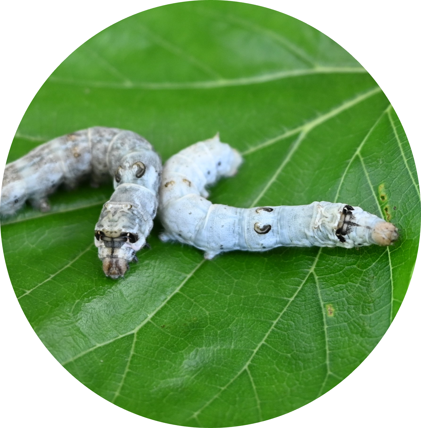 九州大学大学院農学研究院附属 遺伝子資源開発研究センター 家蚕遺伝子開発分野