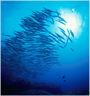 クレジット：八木淳、大阪大学、日本