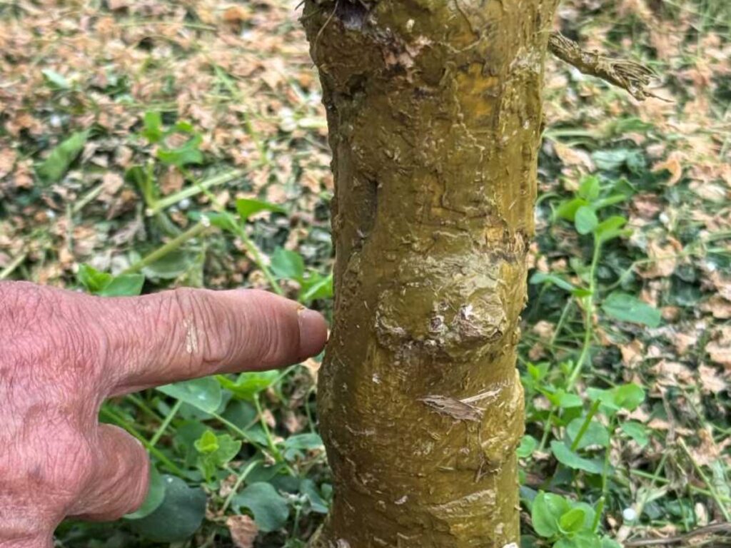 アマミノクロウサギにかじられたタンカンの幹