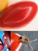 屋内, 食品, フルーツ, ボウル が含まれている画像
AI 生成コンテンツは誤りを含む可能性があります。